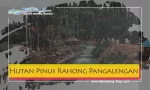 Hutan Pinus Rahong Pangalengan