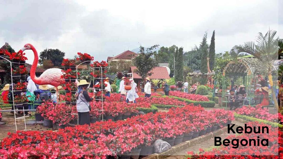 Kebun Begonia lembang