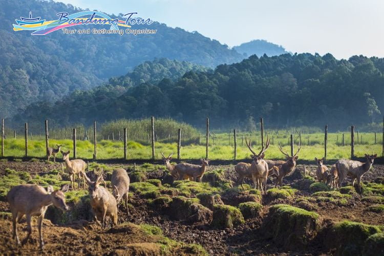 Penangkaran Rusa Ranca Upas-Bandung