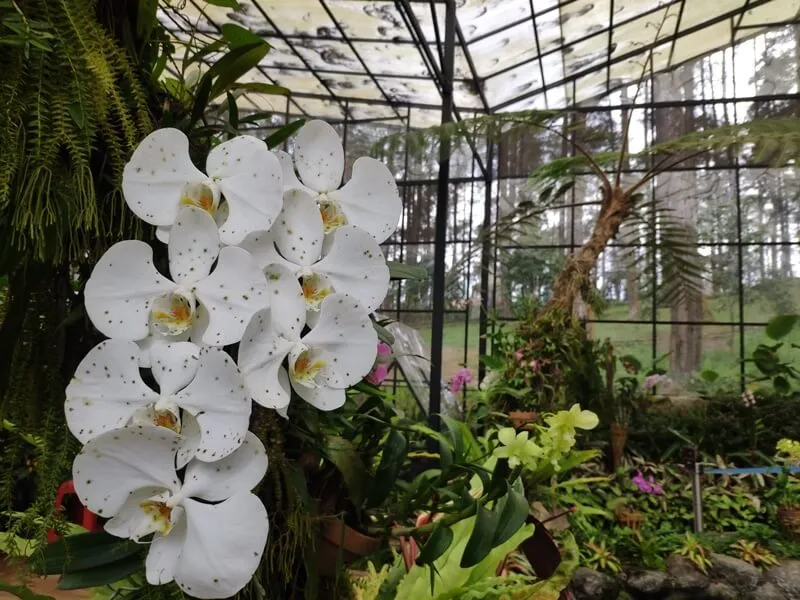 taman anggrek orchid forest-lembang